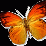 vlinder3